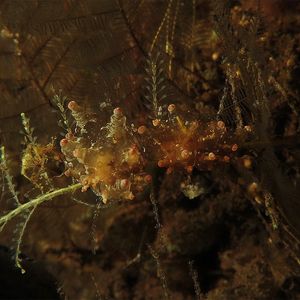 Eubranchus ocellatus Eubranchus ocellatus 印度尼西亚 Indonesia , 巴厘岛 Bali , 图蓝本 Tulamben @LazyDiving.com 潜水时光