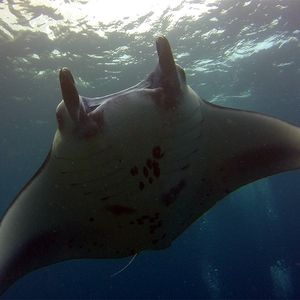 Mobula alfredi 印度尼西亚 Indonesia , 蓝梦岛 Lembongan @LazyDiving.com 潜水时光