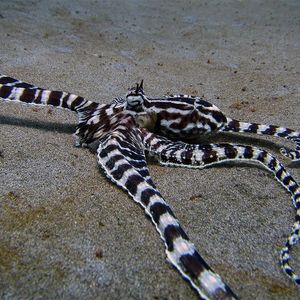 Thaumoctopus mimicus 印度尼西亚 Indonesia , 巴厘岛 Bali @LazyDiving.com 潜水�时光