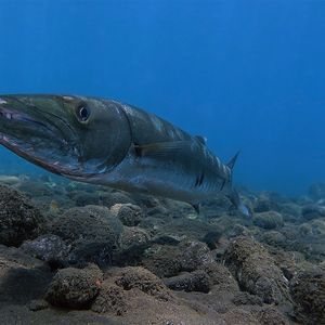 Sphyraena barracuda Sphyraena barracuda ‎Great barracuda Indonesia 印度尼西亚 Bali 巴厘岛 Tulamben 图蓝本 @LazyDiving.com 潜水时光