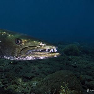 Sphyraena barracuda Sphyraena barracuda ‎Great barracuda Indonesia 印度尼西亚 Bali 巴厘岛 Tulamben 图蓝本 @LazyDiving.com 潜水时光