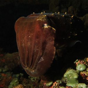 Sepia latimanus 印度尼西亚 Indonesia , 巴厘岛 Bali , 艾湄湾 Amed Bay @LazyDiving.com 潜水��时光