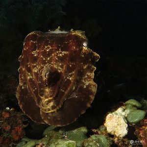 Sepia latimanus 印度尼西亚 Indonesia , 巴厘岛 Bali , 艾湄湾 Amed Bay @LazyDiving.com 潜水时光