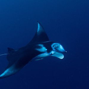 Mobula alfredi 泰国 Thailand , 斯米兰 Similan @LazyDiving.com 潜水时光