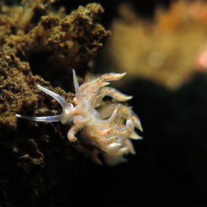 Phyllodesmium poindimiei 印度尼西亚 Indonesia , 巴厘岛 Bali , 图蓝本 Tulamben @LazyDiving.com 潜水时光