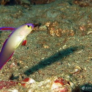 Nemateleotris decora 印度尼西亚 Indonesia , ��巴厘岛 Bali , 图蓝本 Tulamben @LazyDiving.com 潜水时光