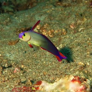 Nemateleotris decora Nemateleotris decora 印度尼西亚 Indonesia , 巴厘岛 Bali , 图蓝本 Tulamben @LazyDiving.com 潜水时光