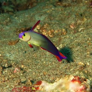 Nemateleotris decora 印度尼西亚 Indonesia , 巴厘岛 Bali , 图蓝本 Tulamben @LazyDiving.com 潜水时光