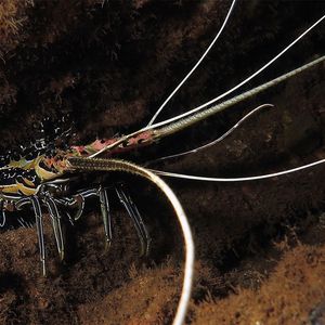 Panulirus versicolor Panulirus versicolor 印度尼西亚 Indonesia , 巴厘岛 Bali , 图蓝本 Tulamben @LazyDiving.com 潜水时光