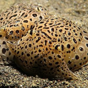 Euselenops luniceps Euselenops luniceps 印度尼西亚 Indonesia , 巴厘岛 Bali , 艾湄湾 Amed Bay @LazyDiving.com 潜水时光
