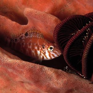 Cirrhitichthys aprinus Cirrhitichthys aprinus 印度尼西亚 Indonesia , 巴厘岛 Bali , 图蓝本 Tulamben @LazyDiving.com 潜水时光