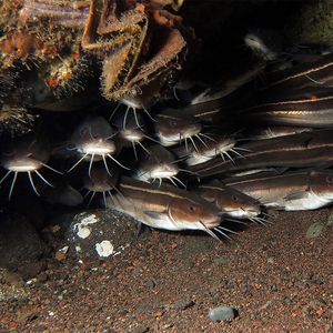 Plotosus lineatus Plotosus lineatus 印度尼西亚 Indonesia , 巴厘岛 Bali , 图蓝本 Tulamben @LazyDiving.com 潜水时光
