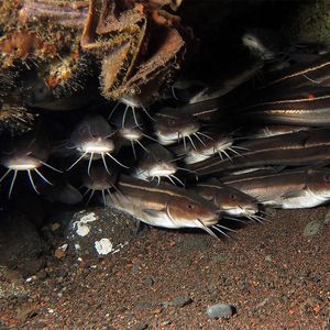 Plotosus lineatus 印度尼西亚 Indonesia , 巴�厘岛 Bali , 图蓝本 Tulamben @LazyDiving.com 潜水时光