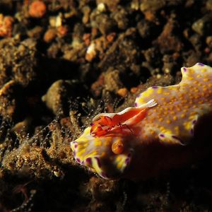 Zenopontonia rex Zenopontonia rex 帝国清洁虾 Indonesia 印度尼西亚 Bali 巴厘岛 Tulamben 图蓝本 @LazyDiving.com 潜水时光