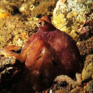 Abdopus Abdopus 章鱼 Indonesia 印度尼西亚 Bali 巴厘岛 Tulamben 图蓝本 @LazyDiving.com 潜水时光