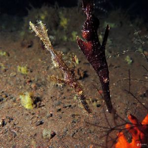 Solenostomus cyanopterus 印度尼西亚 Indonesia , 巴厘岛 Bali , 图蓝本 Tulamben @LazyDiving.com 潜水时光