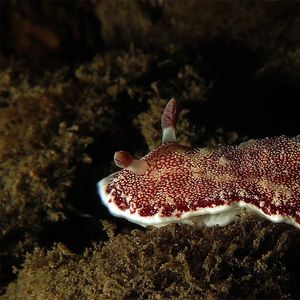 Goniobranchus reticulatus Goniobranchus reticulatus 白边多彩海蛞蝓 Indonesia 印度尼西亚 Bali 巴厘岛 Amed Bay 巴厘岛艾湄湾 @LazyDiving.com 潜水时光