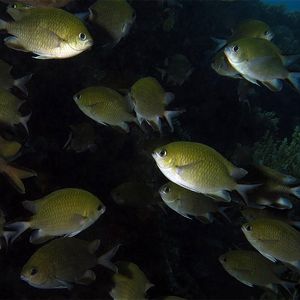 Chromis scotochiloptera Chromis scotochiloptera 暗唇光鰓鱼 Indonesia 印度尼西亚 Bali 巴厘岛 Amed Bay 巴厘岛艾湄湾 @LazyDiving.com 潜水时光