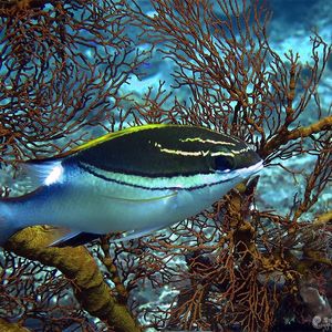 Scolopsis bilineata Scolopsis bilineata 双带赤尾冬 Indonesia 印度尼西亚 Bali 巴厘岛 Amed Bay 巴厘岛艾湄湾 @LazyDiving.com 潜水时光