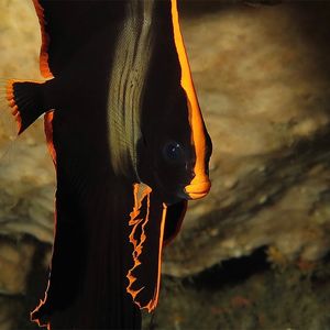 Platax pinnatus Platax pinnatus 印度尼西亚 Indonesia , 巴厘岛 Bali , 艾湄湾 Amed Bay @LazyDiving.com 潜水时光