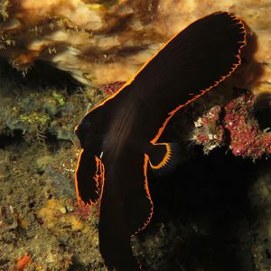 Platax pinnatus 印度尼西亚 Indonesia , 巴厘岛 Bali , 艾湄湾 Amed Bay @LazyDiving.com 潜水时光