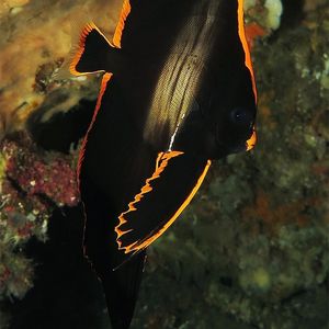 Platax pinnatus Platax pinnatus 圆翅燕鱼 Indonesia 印度尼西亚 Bali 巴厘岛 Amed Bay 巴厘岛艾湄湾 @LazyDiving.com 潜水时光