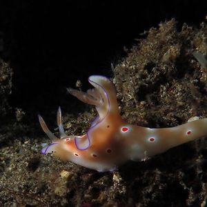 Ceratosoma trilobatum Ceratosoma trilobatum 对翼多彩海蛞蝓 Indonesia 印度尼西亚 Bali 巴厘岛 Amed Bay 巴厘岛艾湄湾 @LazyDiving.com 潜水时光