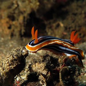 Chromodoris magnifica Chromodoris magnifica 华丽多彩海蛞蝓 Indonesia 印度尼西亚 Bali 巴厘岛 Amed Bay 巴厘岛艾湄湾 @LazyDiving.com 潜水时光