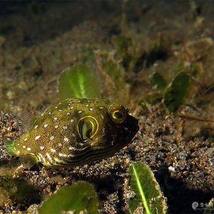 Arothron hispidus Arothron hispidus 白点鲀 Indonesia 印度尼西亚 Bali 巴厘岛 Amed Bay 巴厘岛艾湄湾 @LazyDiving.com 潜水时光