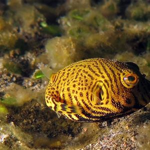 Arothron stellatus 印度尼西�亚 Indonesia , 巴厘岛 Bali , 艾湄湾 Amed Bay @LazyDiving.com 潜水时光