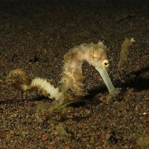 Hippocampus histrix 印度尼西亚 Indonesia , 巴��厘岛 Bali , 艾湄湾 Amed Bay @LazyDiving.com 潜水时光