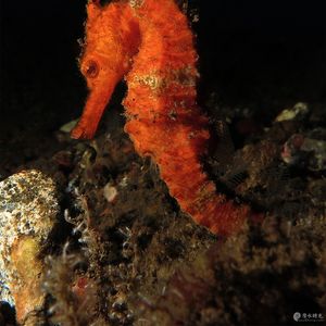 Hippocampus kelloggi 印�度尼西亚 Indonesia , 巴厘岛 Bali , 图蓝本 Tulamben @LazyDiving.com 潜水时光