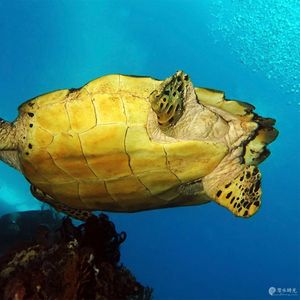 Eretmochelys imbricata 印度尼西亚 Indonesia , 巴厘岛 Bali , 艾湄湾 Amed Bay @LazyDiving.com 潜水时光