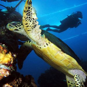 Eretmochelys imbricata 印度尼西亚 Indonesia , 巴厘岛 Bali , 艾湄湾 Amed Bay @LazyDiving.com 潜水时光