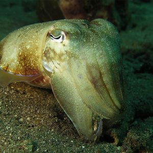 Sepia latimanus Sepia latimanus 宽腕乌贼 Indonesia 印度尼西亚 Bali 巴厘岛 Amed Bay 巴厘岛艾湄湾 @LazyDiving.com 潜水时光