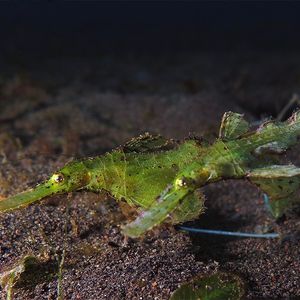 Solenostomus cyanopterus 印度尼西亚 Indonesia , 巴厘岛 Bali , 艾湄湾 Amed Bay @LazyDiving.com 潜水时光