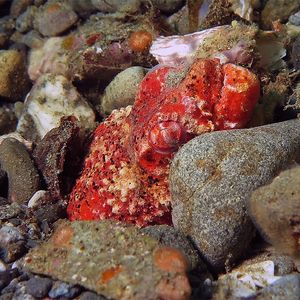 Brachysomophis henshawi 印度尼西亚 Indonesia , 安汶 Ambon @LazyDiving.com 潜水时光