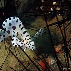 Cromileptes altivelis 印度尼西亚 Indonesia , 马鲁古 Maluku , 安汶 Ambon @LazyDiving.com 潜水时光
