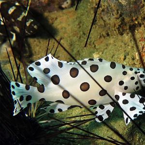 Cromileptes altivelis 印度尼西亚 Indonesia , 马鲁古 Maluku , 安汶 Ambon @LazyDiving.com 潜水时光