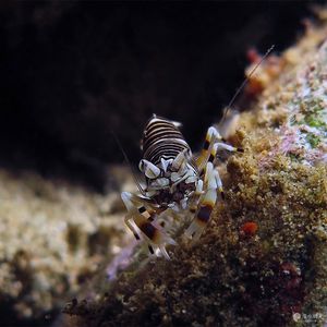 Gnathophyllum americanum 印度尼西亚 Indonesia , 马鲁古 Maluku , 安汶 Ambon @LazyDiving.com 潜水时光