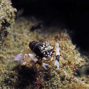 Gnathophyllum americanum 印度尼西亚 Indonesia , 安汶 Ambon @LazyDiving.com 潜水时光