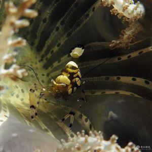 Ancylocaris brevicarpalis 印度尼西亚 Indonesia , 安汶 Ambon @LazyDiving.com 潜水时光