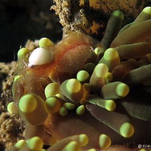 Vir euphyllius 印度尼西亚 Indonesia , 马鲁古 Maluku , 安汶 Ambon @LazyDiving.com 潜水时光