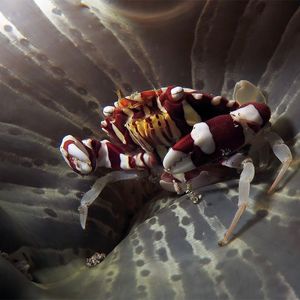 Lissocarcinus laevis 印度尼西亚 Indonesia , 安汶 Ambon @LazyDiving.com 潜水时光