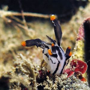 Thecacera picta 印度尼西亚 Indonesia , 安汶 Ambon @LazyDiving.com 潜水时光