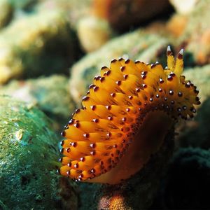 Janolus tricellariodes 印度尼西亚 Indonesia , 马鲁古 Maluku , 安汶 Ambon @LazyDiving.com 潜水时光