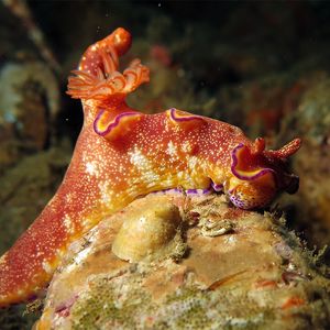 Ceratosoma gracillimum 印度尼西亚 Indonesia , 安汶 Ambon @LazyDiving.com 潜水时光