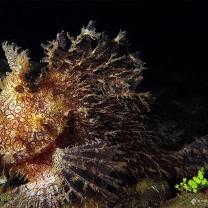 Rhinopias frondosa 印度尼西亚 Indonesia , 安汶 Ambon @LazyDiving.com 潜水时光