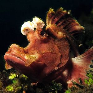 Rhinopias eschmeyeri Rhinopias eschmeyeri 印度尼西亚 Indonesia , 巴厘岛 Bali , 艾湄湾 Amed Bay @LazyDiving.com 潜水时光