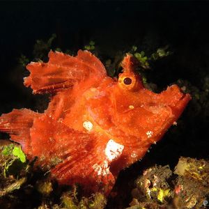 Rhinopias eschmeyeri Rhinopias eschmeyeri 印度尼西亚 Indonesia , 巴厘岛 Bali , 艾湄湾 Amed Bay @LazyDiving.com 潜水时光